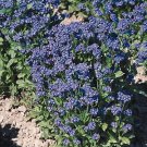 Myosotis sylvatica Victoria Blue 1,000 seeds