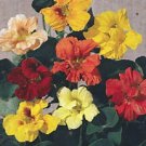 Nasturtium Gleam Mix 100 seeds