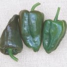 Pepper Hot Mulato Island 250 seeds