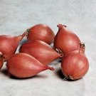 Onion Shallots Conservor 250 seeds