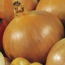 Onion Candy 500 seeds