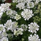 Orlaya White Lace 250 seeds