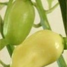 Pepper Hot Habanero White 250 seeds