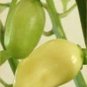 Pepper Hot Habanero White 250 seeds