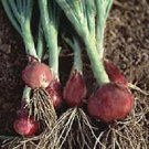 Onion Scallion Red Goddess 500 seeds