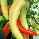 Pepper Hot Hungarian Hot Wax 500 seeds