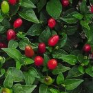 Pepper Hot Pequin 250 seeds
