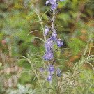 Salvia (Sage) azurea 100 seeds
