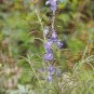 Salvia (Sage) azurea 100 seeds