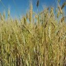 Wheat Ornamental Wheat Grass 1,000 seeds