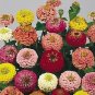 Zinnia Lilliput Gem Mix 1,000 seeds
