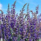 Salvia (Sage) transylvanica Blue Spires 250 seeds