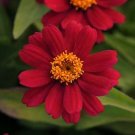 Zinnia Zahara Cherry 250 seeds