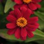 Zinnia Zahara Cherry 250 seeds