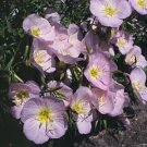 Oenothera speciosa rosea 2,500 seeds