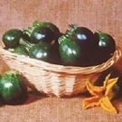Squash Summer Eight Ball F1 (Zucchini) 100 seeds