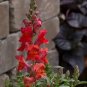 Snapdragon Snaptastic Orange Flame 500 seeds