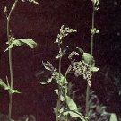 Sorrel Garden R. acetosa 1,000 seeds