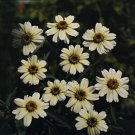 Zinnia Star White 1,000 seeds