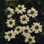 Zinnia Star White 1,000 seeds