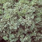 Rue Ruta graveolens 500 seeds