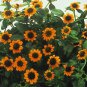 Sanvitalia Mandarin Orange 100 seeds