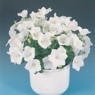 Campanula carpatica Pearl PL White 500 seeds