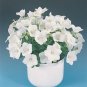 Campanula carpatica Pearl PL White 500 seeds