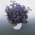 Lobelia Crystal Palace 1,000 seeds