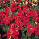 Nasturtium Whirlybird Mahogany Red 100 seeds