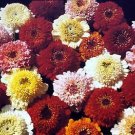 Zinnia Scabiosa Mix 500 seeds