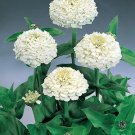 Zinnia Oklahoma White 500 seeds