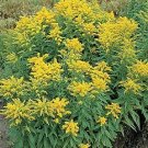 Solidago canadensis Golden Baby 2,500 seeds
