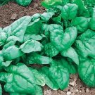 Spinach Olympia 1,000 seeds