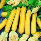 Squash Summer Golden Zebra Zucchini 100 seeds