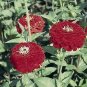 Zinnia Gigantica Cherry 1,000 seeds