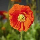 Papaver nudicale Spring Fever Orange 500 seeds