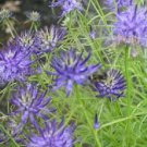 Phyteuma scheuchzeri 1,000 seeds