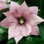 Platycodon Astra Double Pink 250 seeds