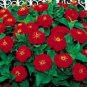 Zinnia Dreamland Scarlet 100 seeds