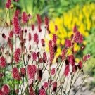 Sanguisorba menziesii 100 seeds
