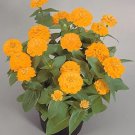 Zinnia Zinnita Yellow 250 seeds