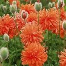 Papaver orientalis plena Red Shades 500 seeds