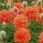 Papaver orientalis plena Red Shades 500 seeds