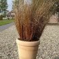 Carex buchananii Red Rooster MSP 100 seeds