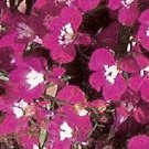 Lobelia Regatta Rose 1,000 seeds