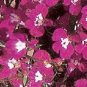 Lobelia Regatta Rose 1,000 seeds