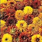 Rudbeckia hirta Cherokee Sunset 250 seeds