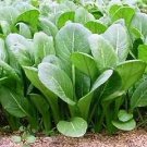 Mustard Tendergreen 1,000 seeds