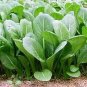 Mustard Tendergreen 1,000 seeds